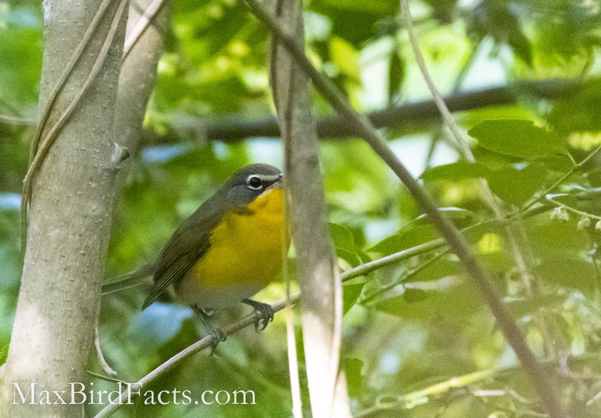 Yellow-breasted Chat - ML493377201