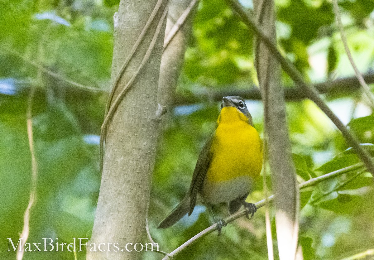 Yellow-breasted Chat - ML493377211