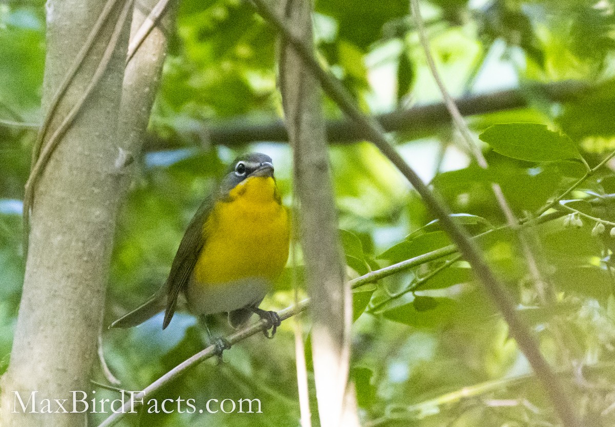 Yellow-breasted Chat - ML493377221