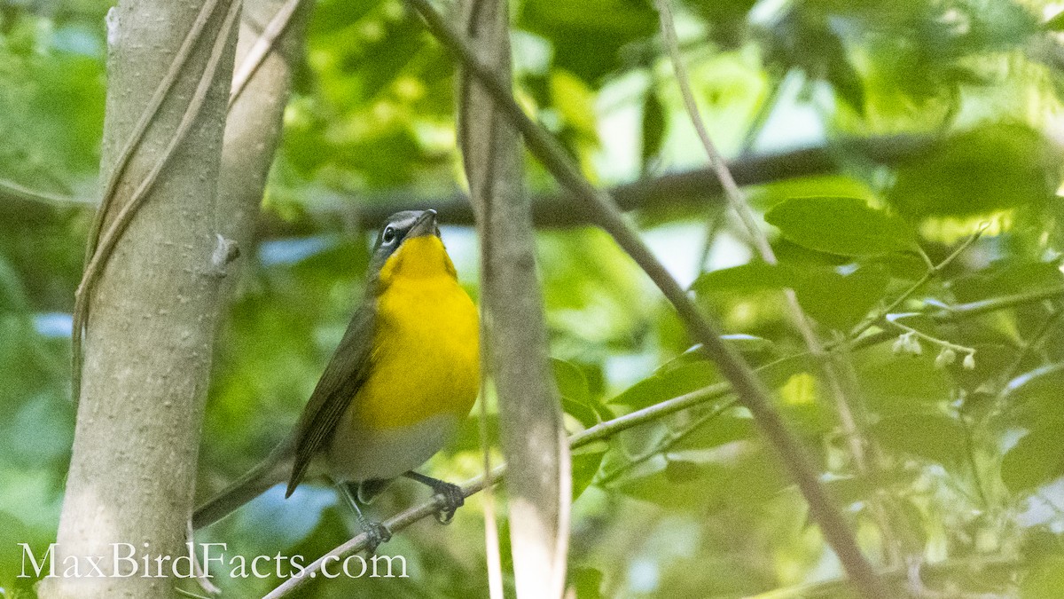 Yellow-breasted Chat - ML493377231