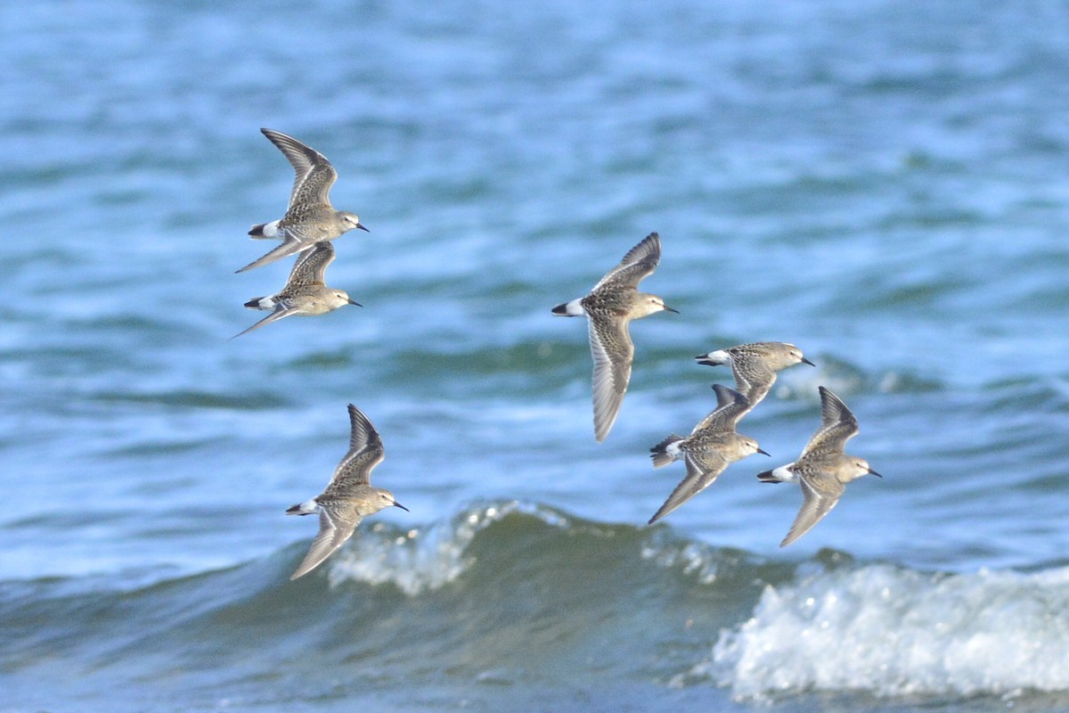 White-rumped Sandpiper - Kiah R. Jasper