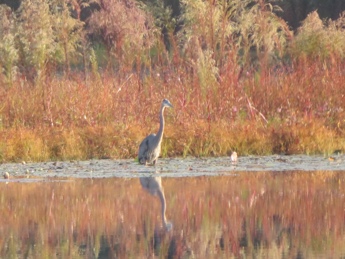 Great Blue Heron - ML493380441