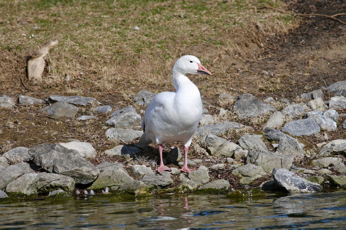 Snow Goose - ML49338071