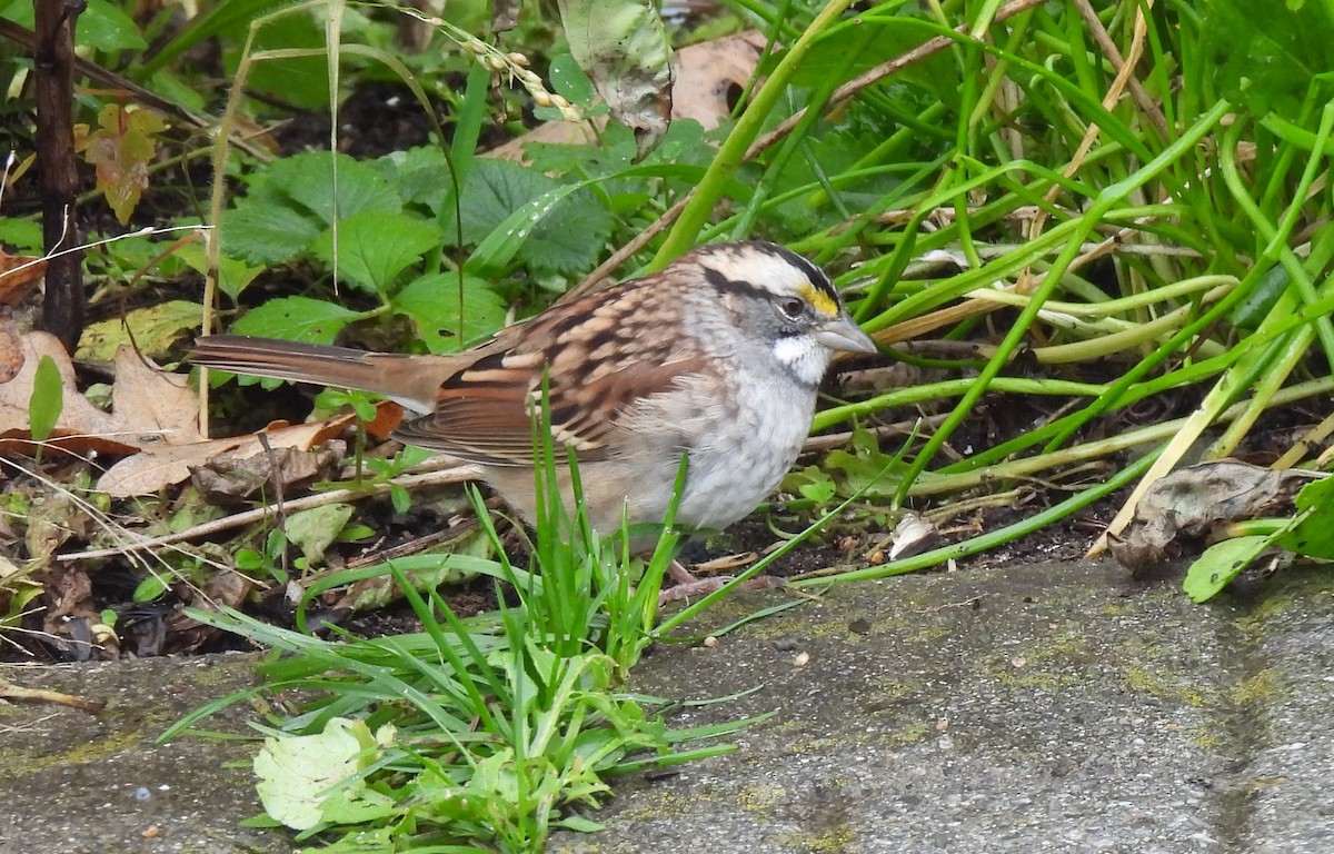 White-throated Sparrow - ML493382081
