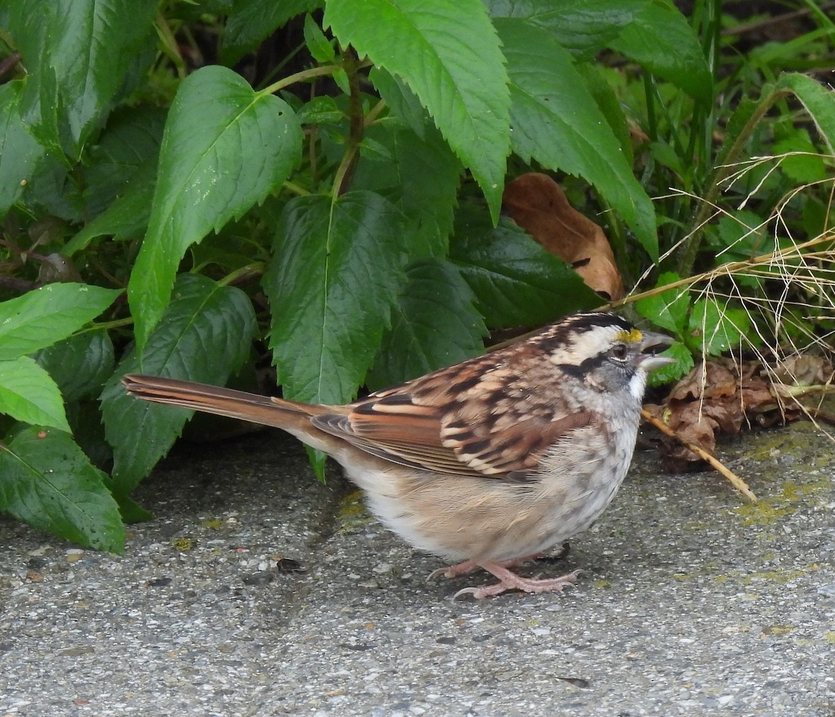 White-throated Sparrow - ML493382091