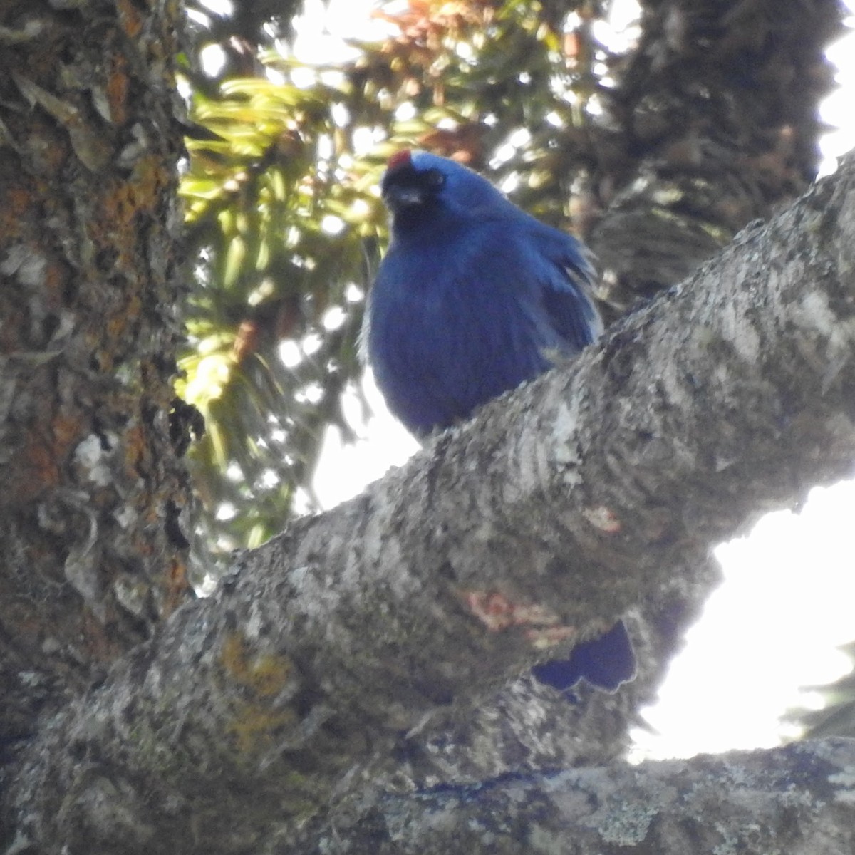 Diademed Tanager - Gregg Severson