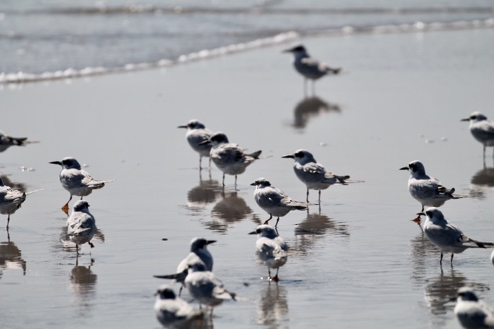 Forster's Tern - ML493382751