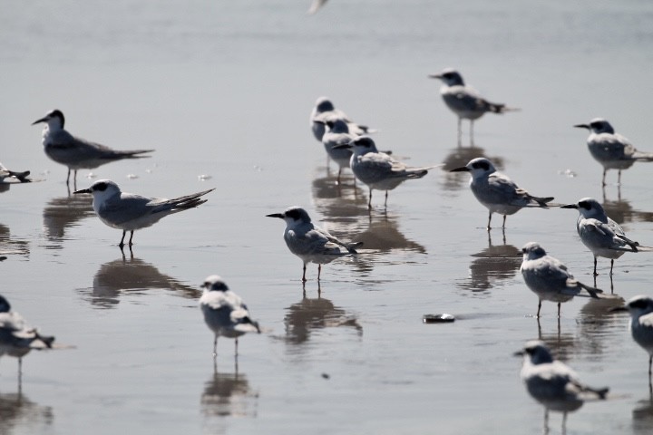 Forster's Tern - ML493382761