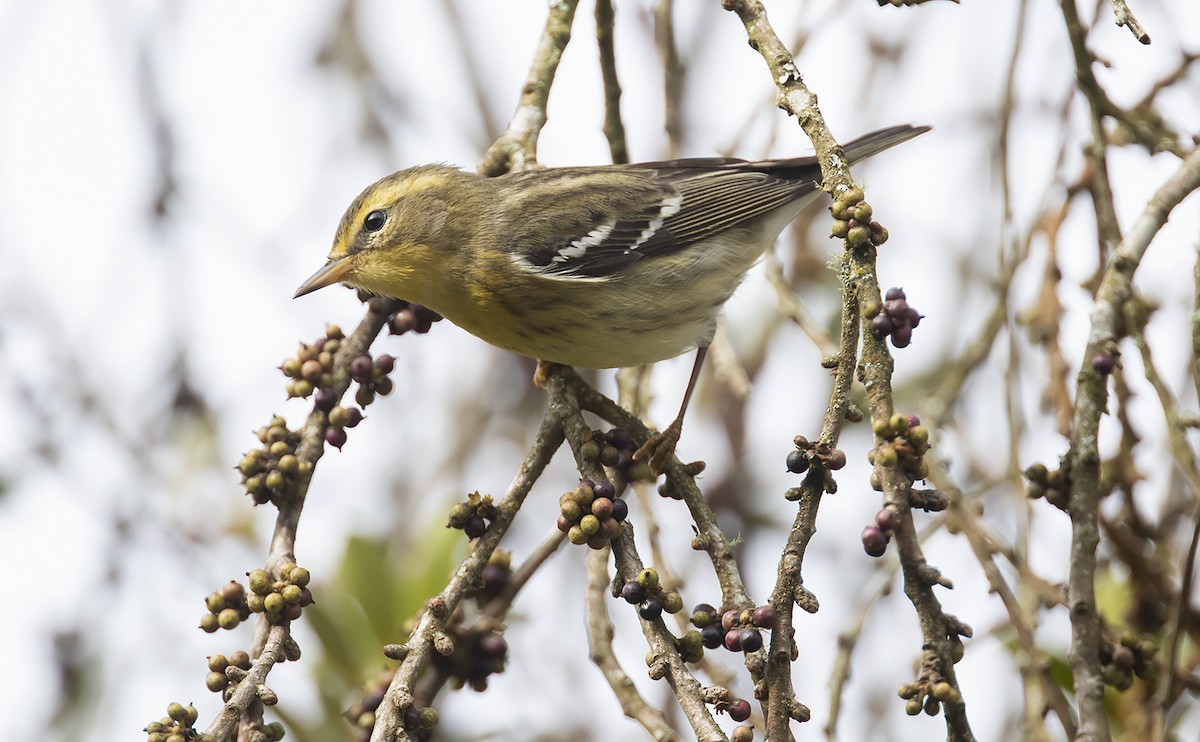 Bay-breasted Warbler - ML493383281