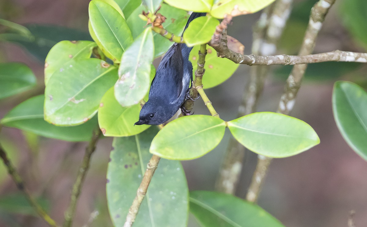 White-sided Flowerpiercer - ML493383471