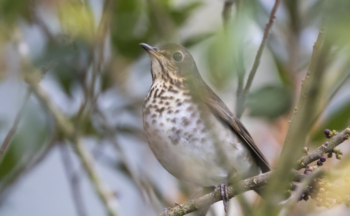 Swainson's Thrush - ML493383531
