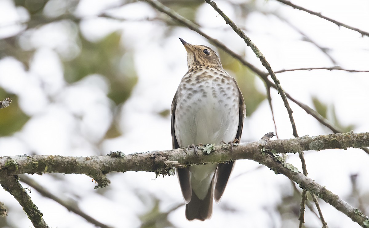 Swainson's Thrush - ML493383541