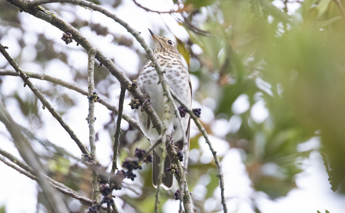 Swainson's Thrush - ML493383551