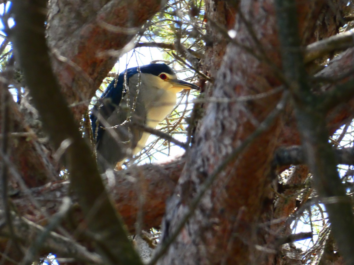 Black-crowned Night Heron - ML493383571