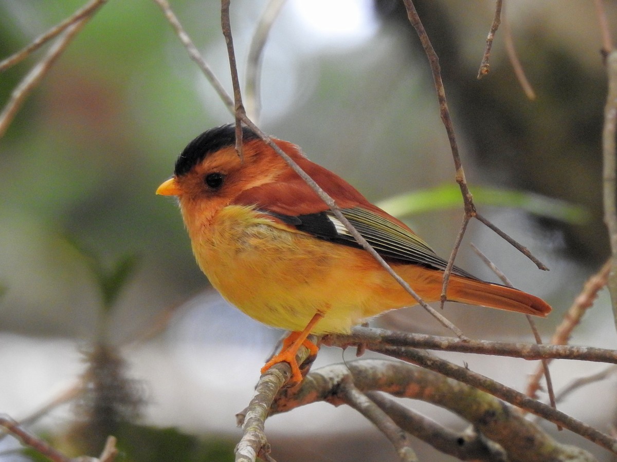 Black-capped Piprites - Gregg Severson