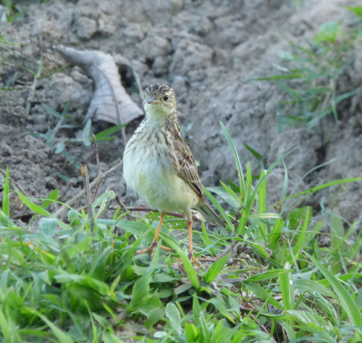 Yellowish Pipit - ML493384161