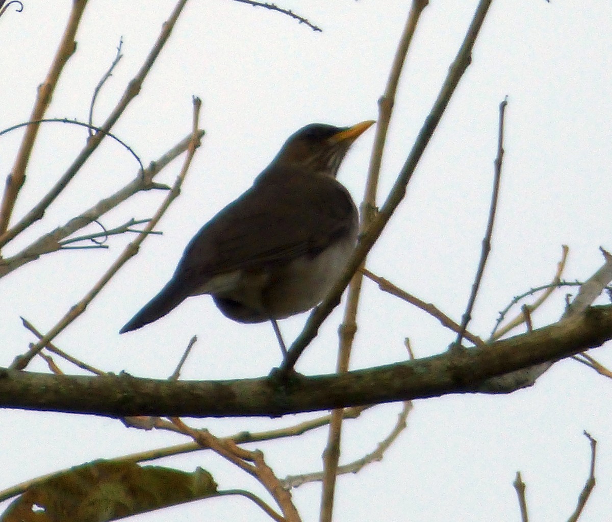 Creamy-bellied Thrush - ML493384371