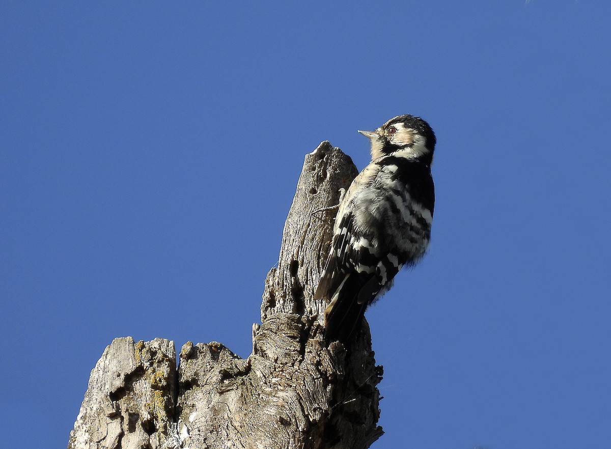 Lesser Spotted Woodpecker - Alfonso Rodrigo