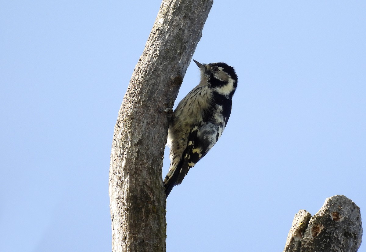 Lesser Spotted Woodpecker - Alfonso Rodrigo