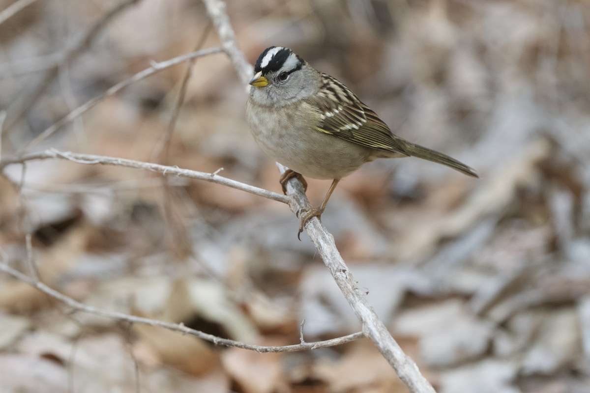 White-crowned Sparrow - ML493386011