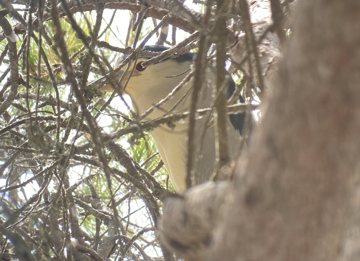 Bihoreau gris (nycticorax) - ML493387491