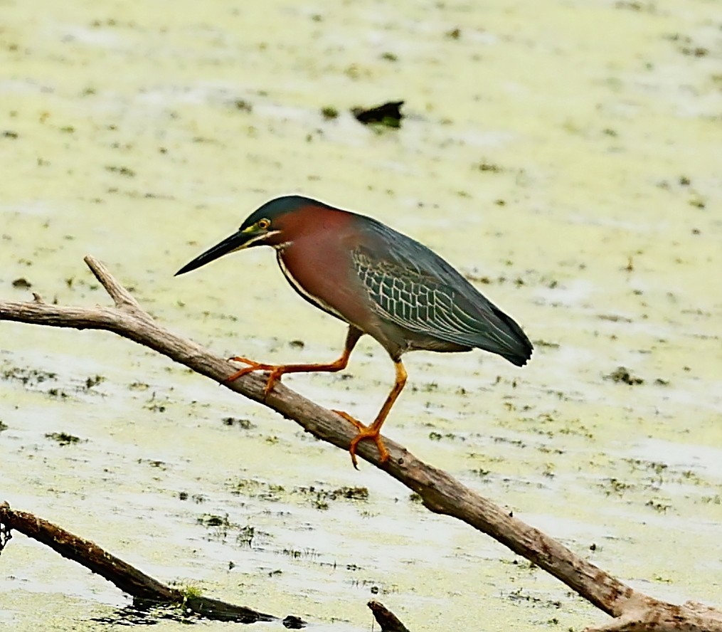 Green Heron - ML493390561