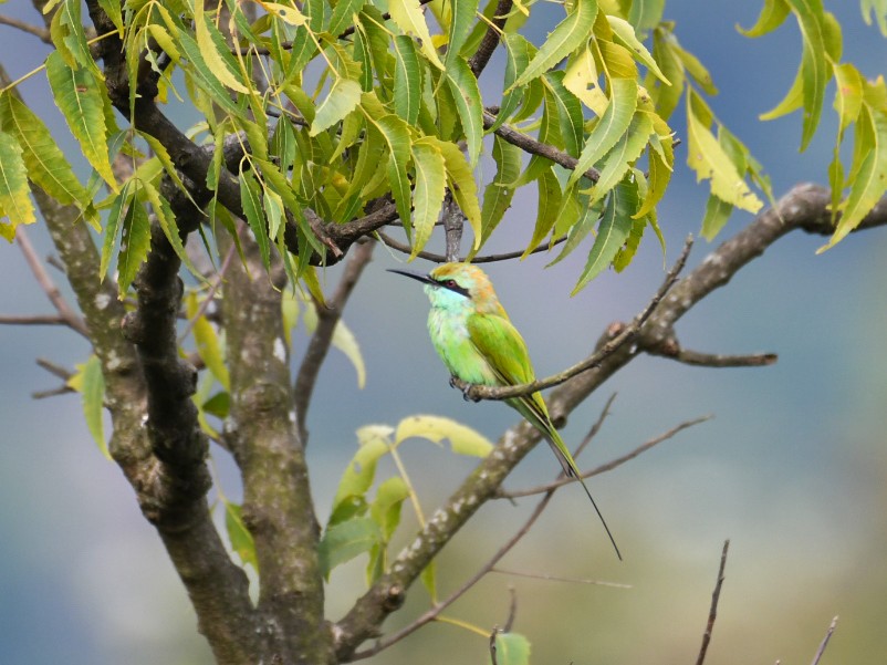 Asian Green Bee-eater - ML493391251
