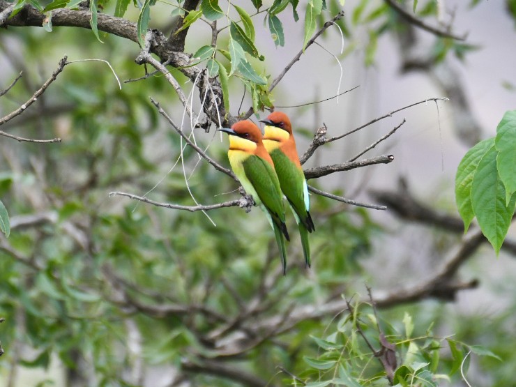 Chestnut-headed Bee-eater - ML493391301