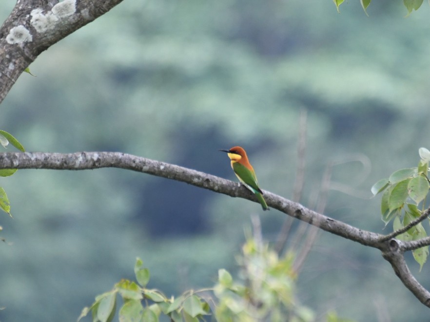 Chestnut-headed Bee-eater - ML493391311