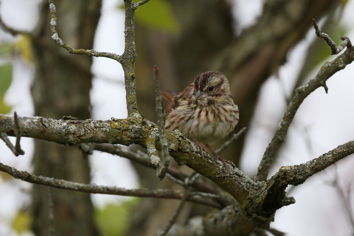 Song Sparrow - ML493391401