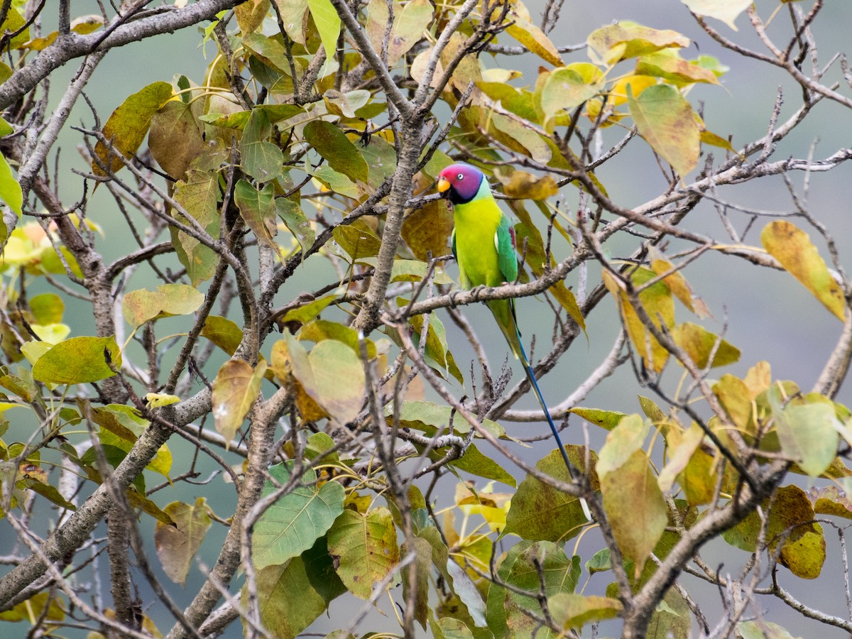 Plum-headed Parakeet - ML493391461