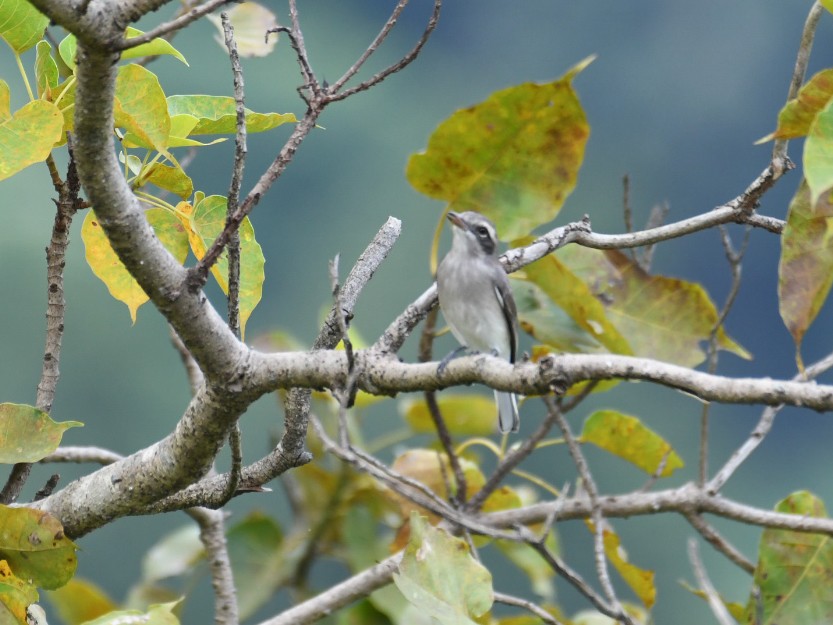 Common Woodshrike - Vivek Sudhakaran