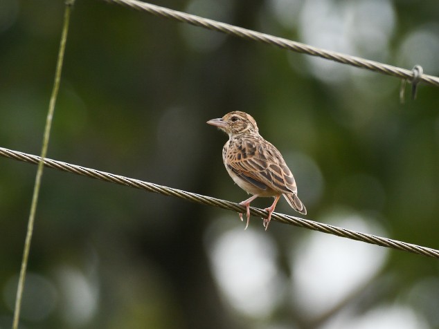 Jerdon's Bushlark - ML493391691