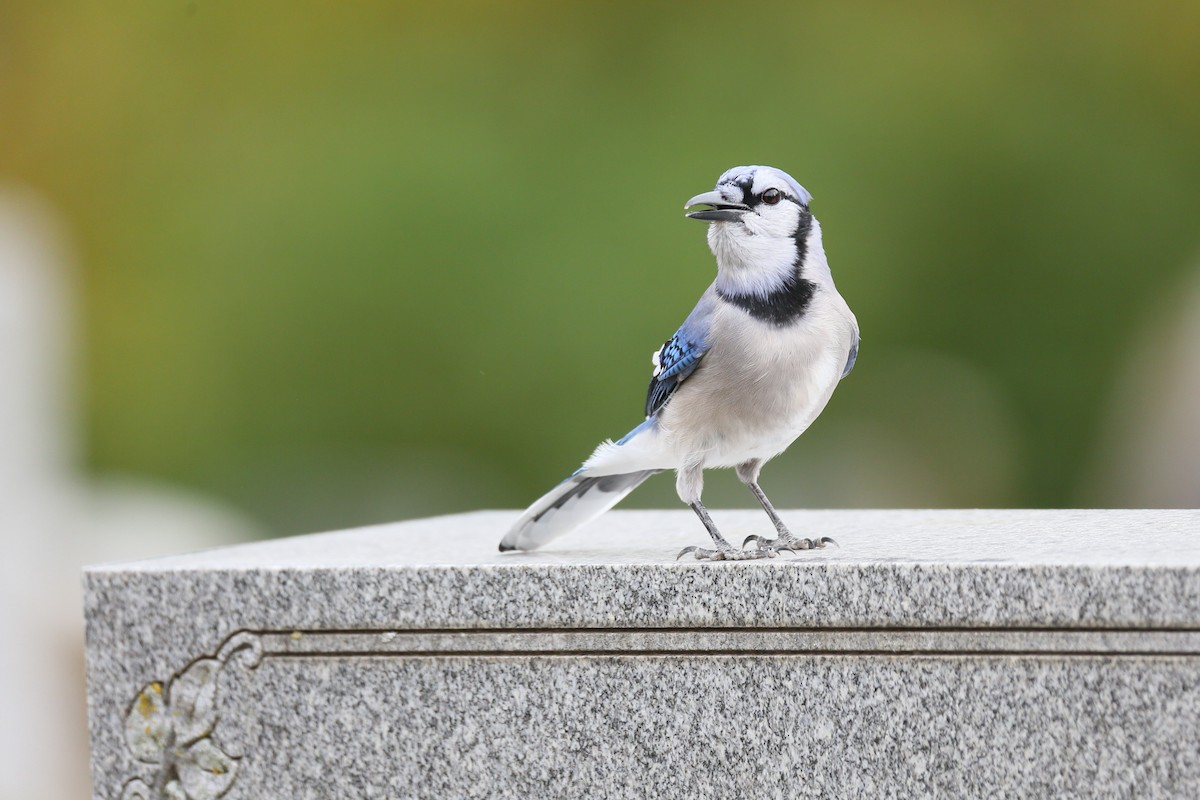 Blue Jay - Ron Sempier