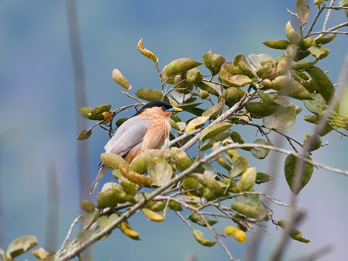 Brahminy Starling - ML493391761