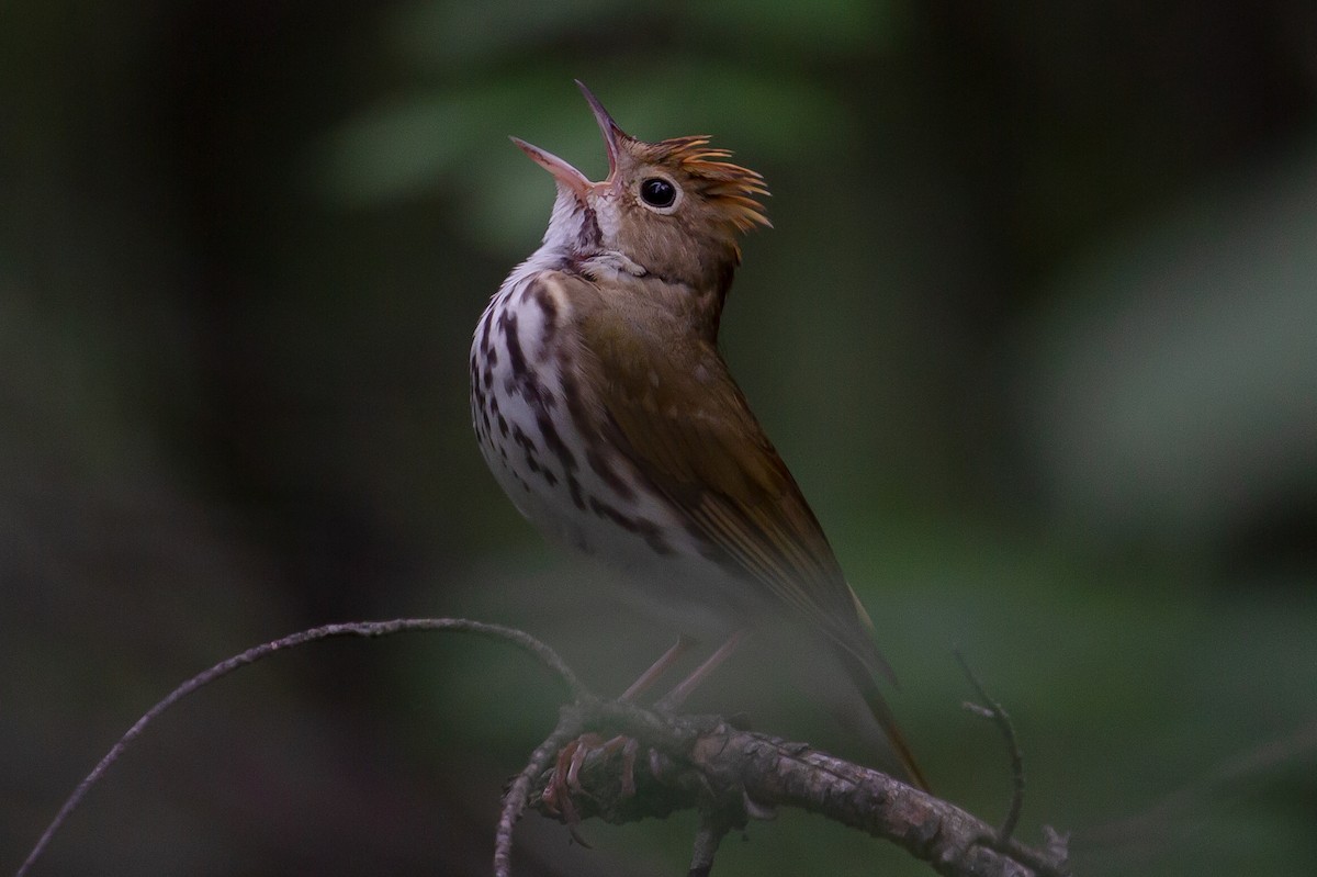 Ovenbird - ML493393991