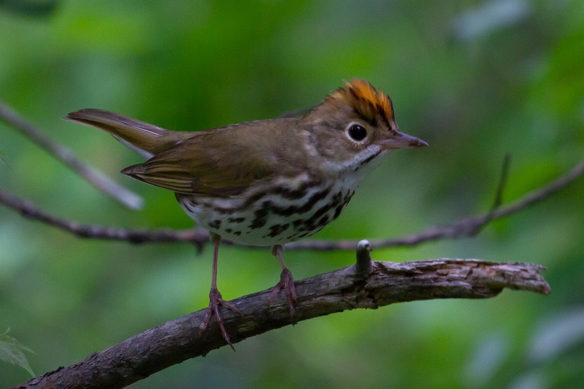 Ovenbird - ML493394011