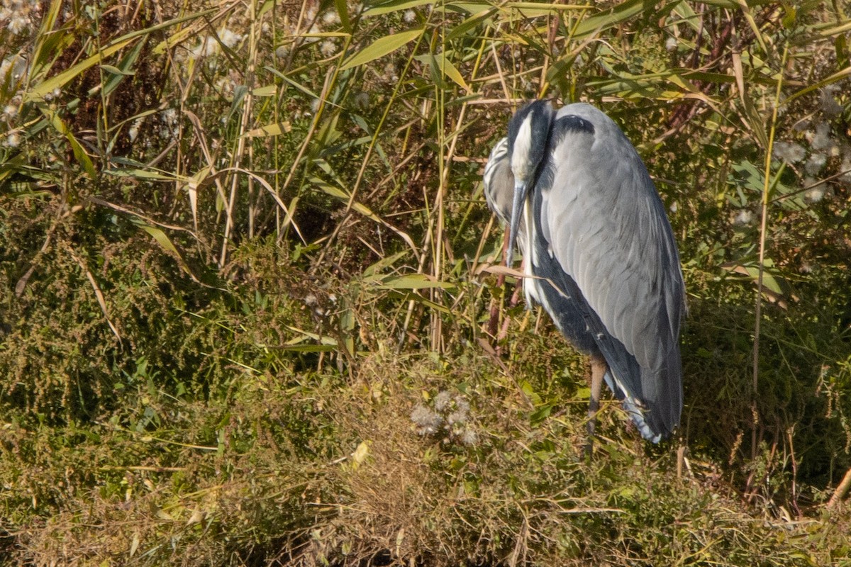 Gray Heron - Jeff Hullstrung