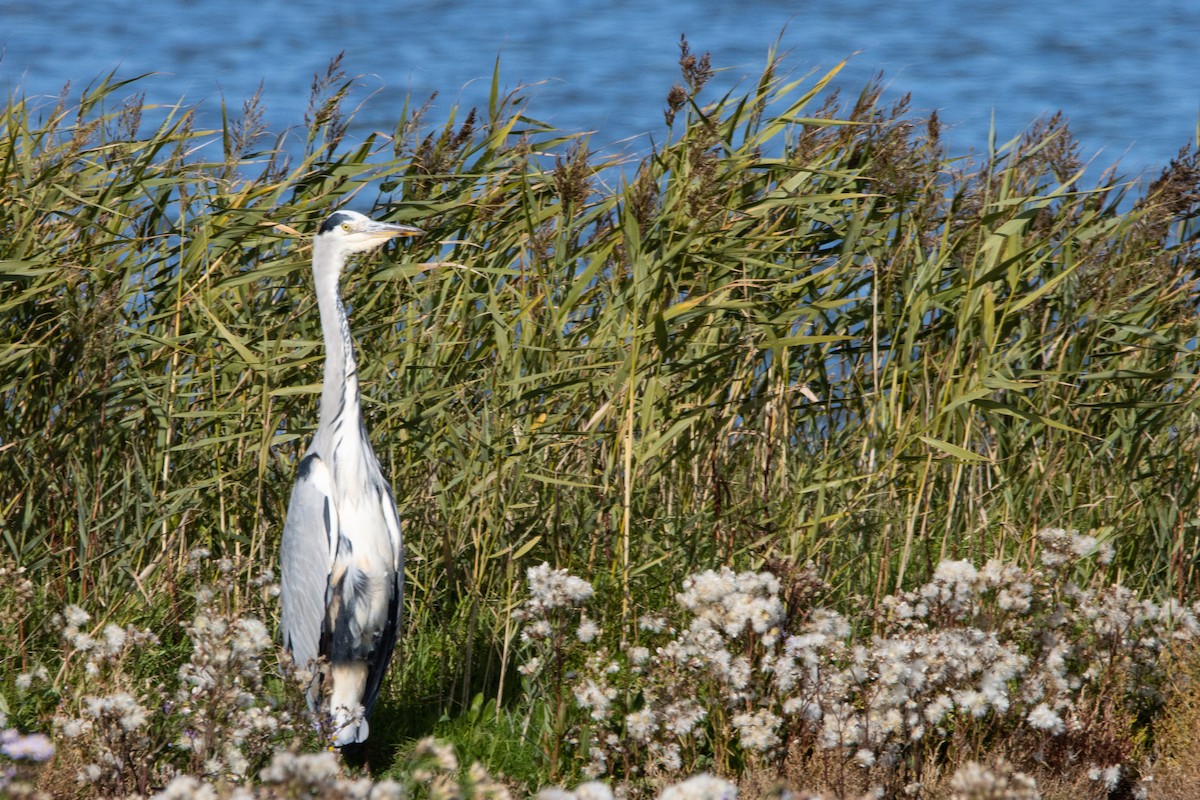 Gray Heron - Jeff Hullstrung