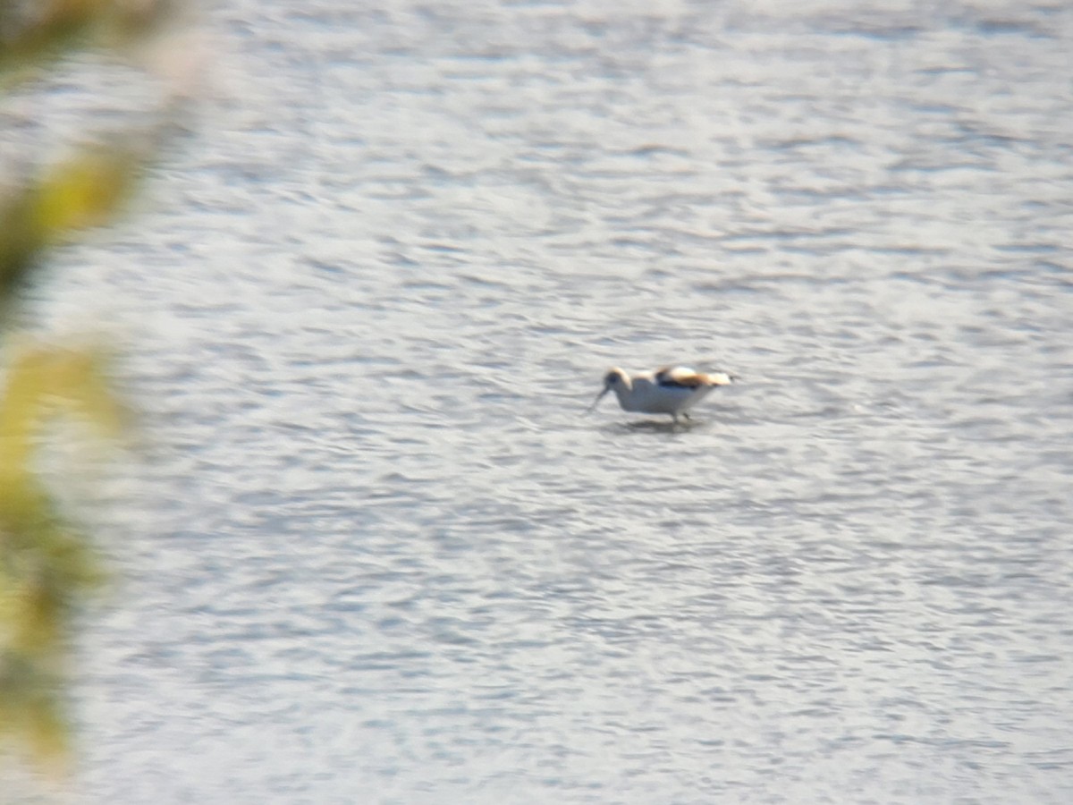 Avoceta Americana - ML493395991