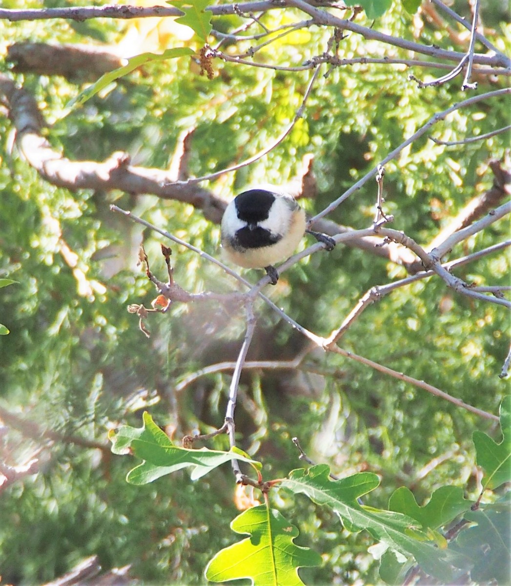 Black-capped Chickadee - ML493396521