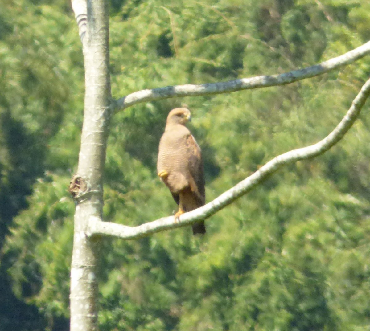 Savanna Hawk - Jeff Hollobaugh