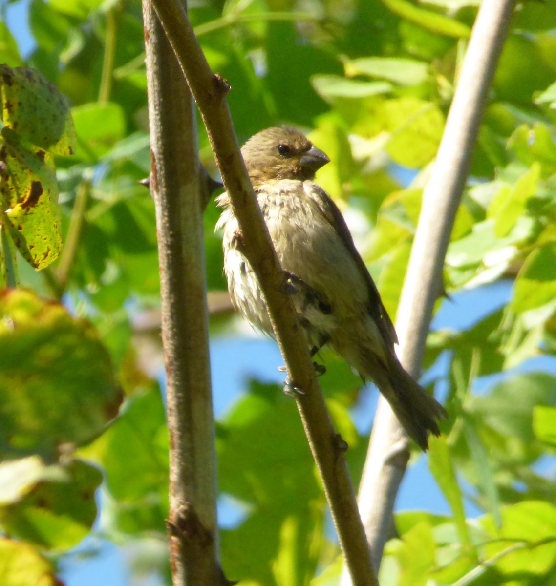 Double-collared Seedeater - Jeff Hollobaugh