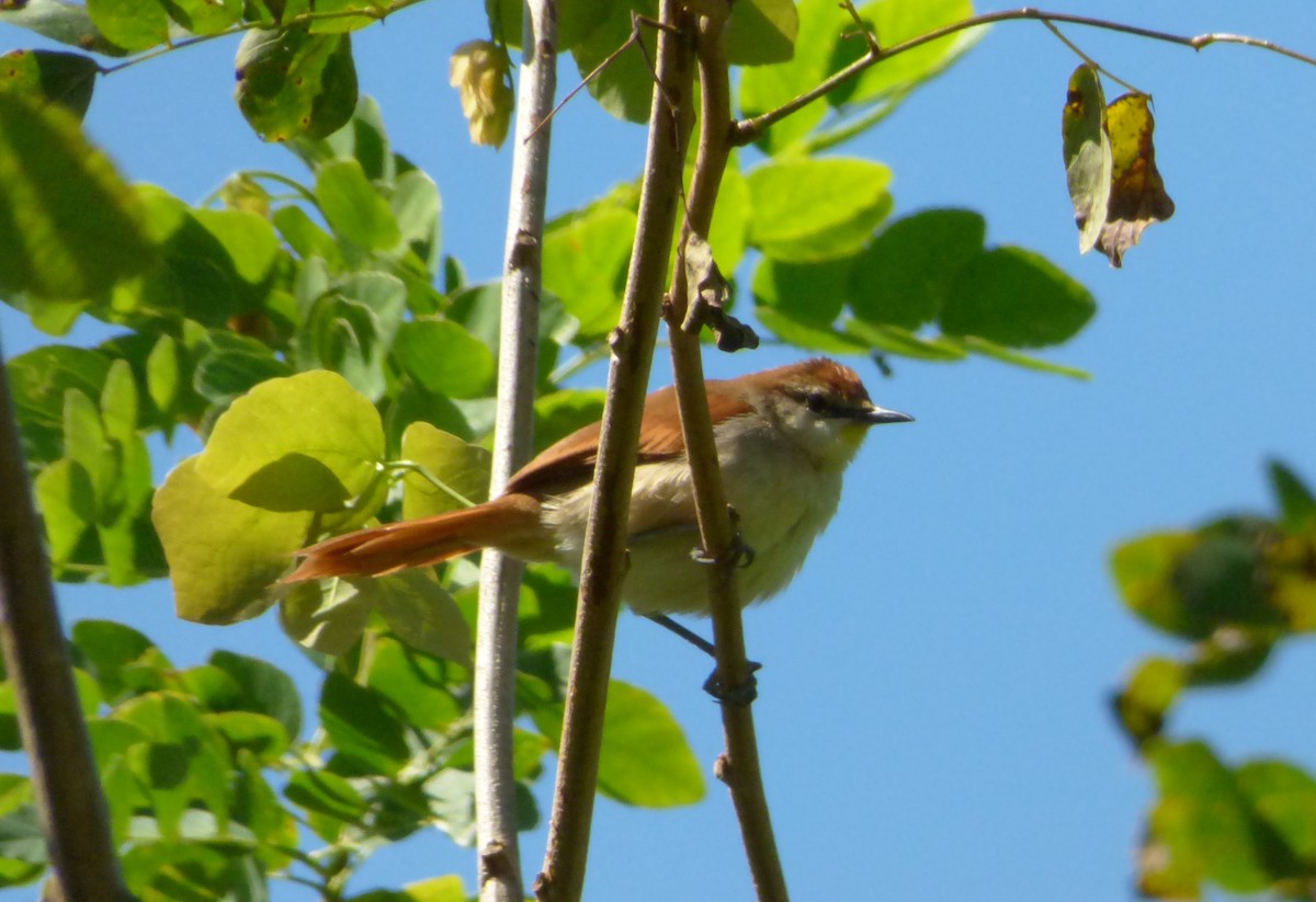 Yellow-chinned Spinetail - ML493399391