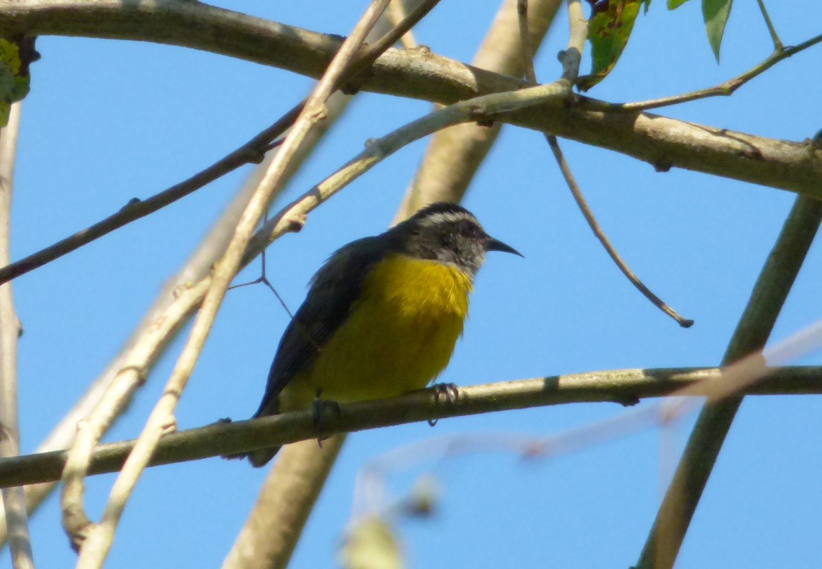 Bananaquit - ML493401651