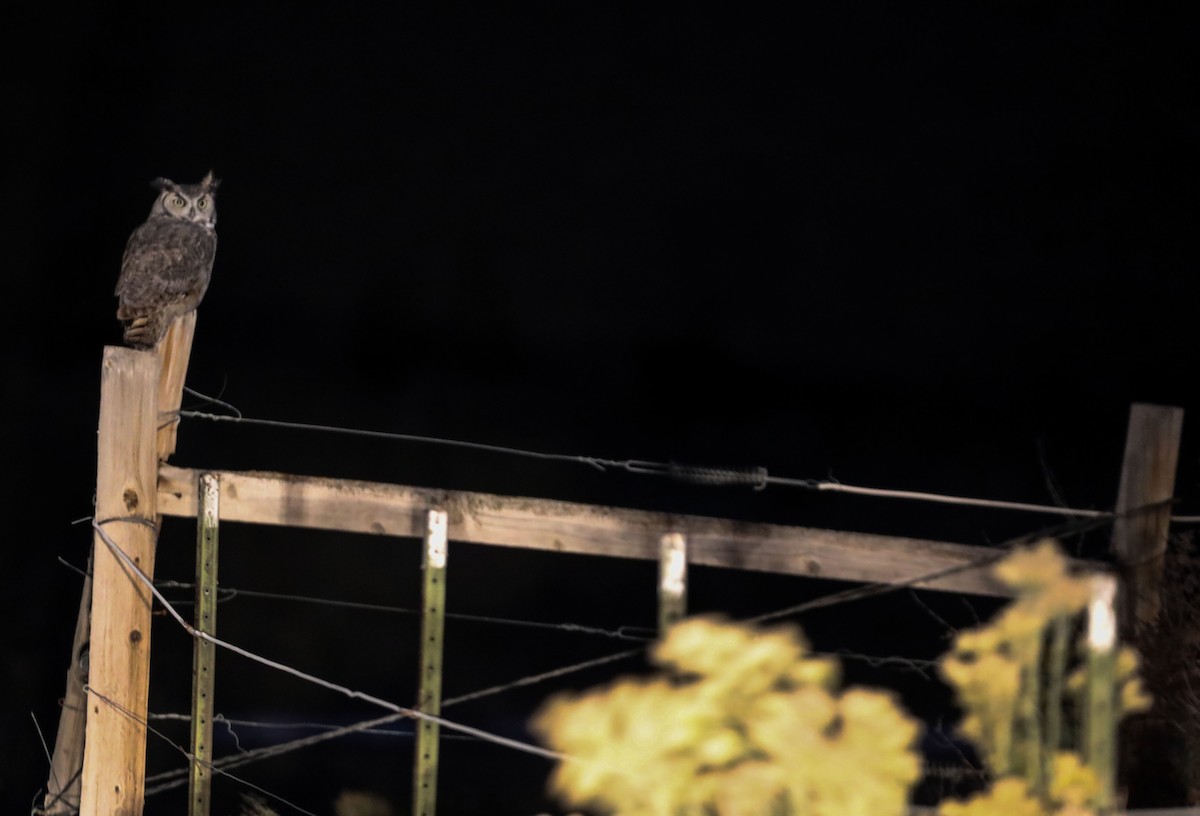 Great Horned Owl - ML493401811