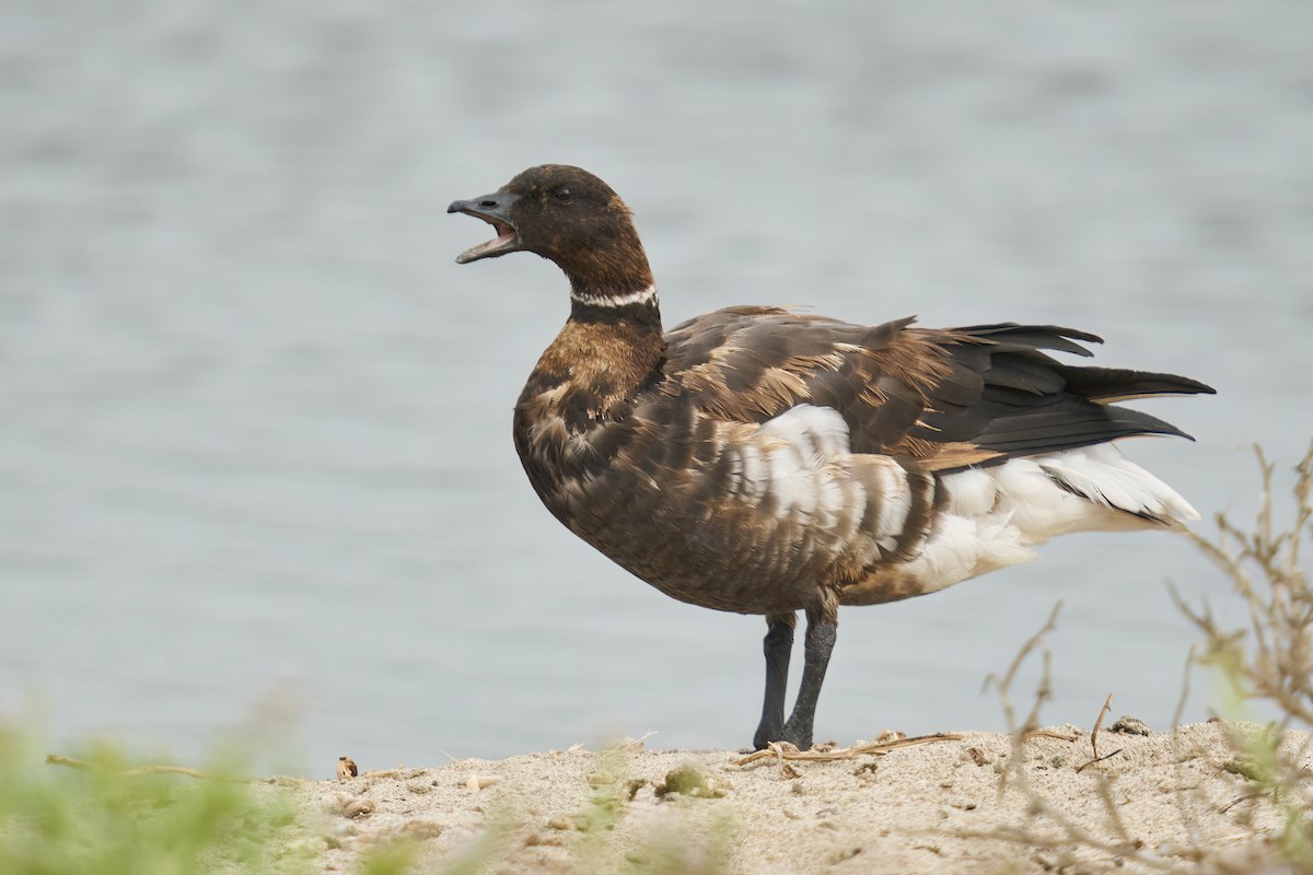 Brant - ML493401941