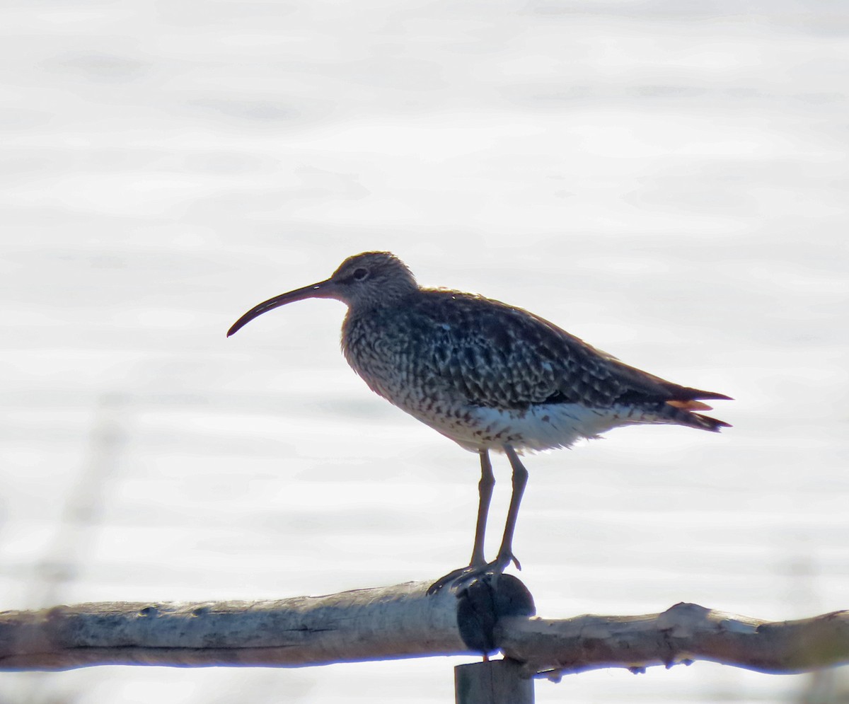 Whimbrel - Tomás Gómez Caro