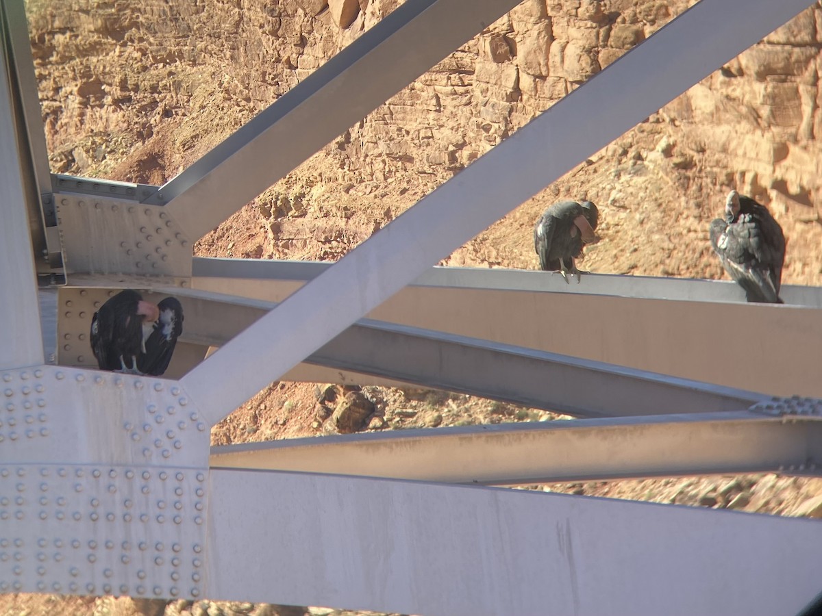 California Condor - ML493403721