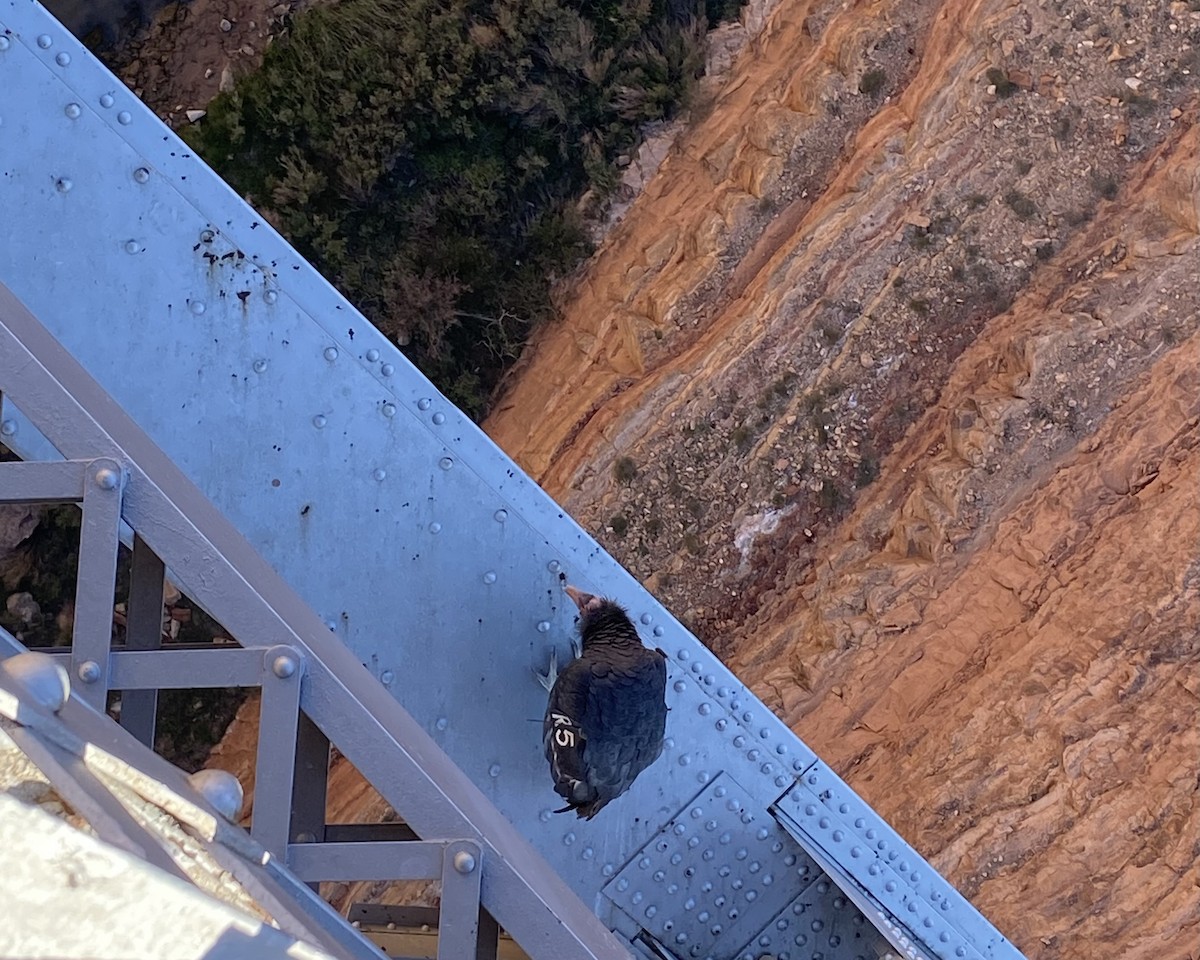 California Condor - ML493403731